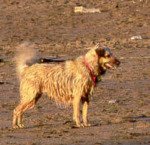 travel safety dog on beach