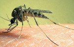 travel safety mosquito