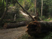 travel safety fallen trees