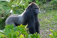 adventure outdoors gorilla